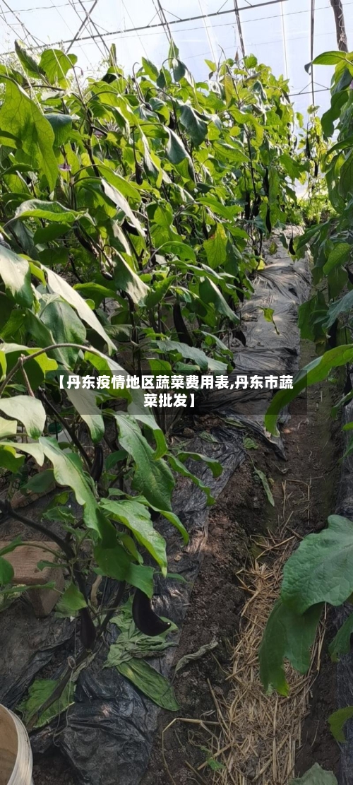 【丹东疫情地区蔬菜费用表,丹东市蔬菜批发】