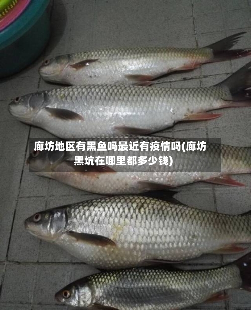 廊坊地区有黑鱼吗最近有疫情吗(廊坊黑坑在哪里都多少钱)