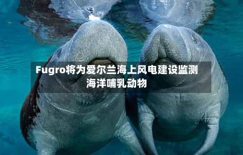 Fugro将为爱尔兰海上风电建设监测海洋哺乳动物